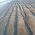 Sand at dahanu beach, Sea Crest Beach Resort,Dahanu Dahanu Beach Hotel,Dahanu Beach Resort